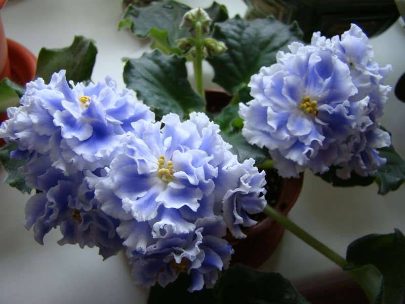 Фиалка голубой туман: фото и описание внешнего вида цветка, подробная инструкция по выращиванию и уходу за растением