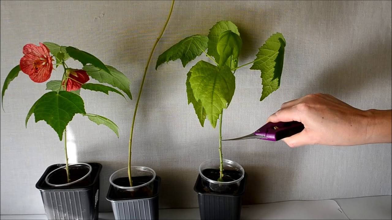 Комнатный клен: уход и выращивание в домашних условиях. советы по выбору саженца и посадке (115 фото + видео)