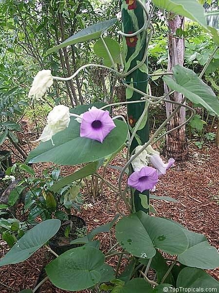 Гавайская роза: подробное описание, выращивание растения на участке, советы по уходу