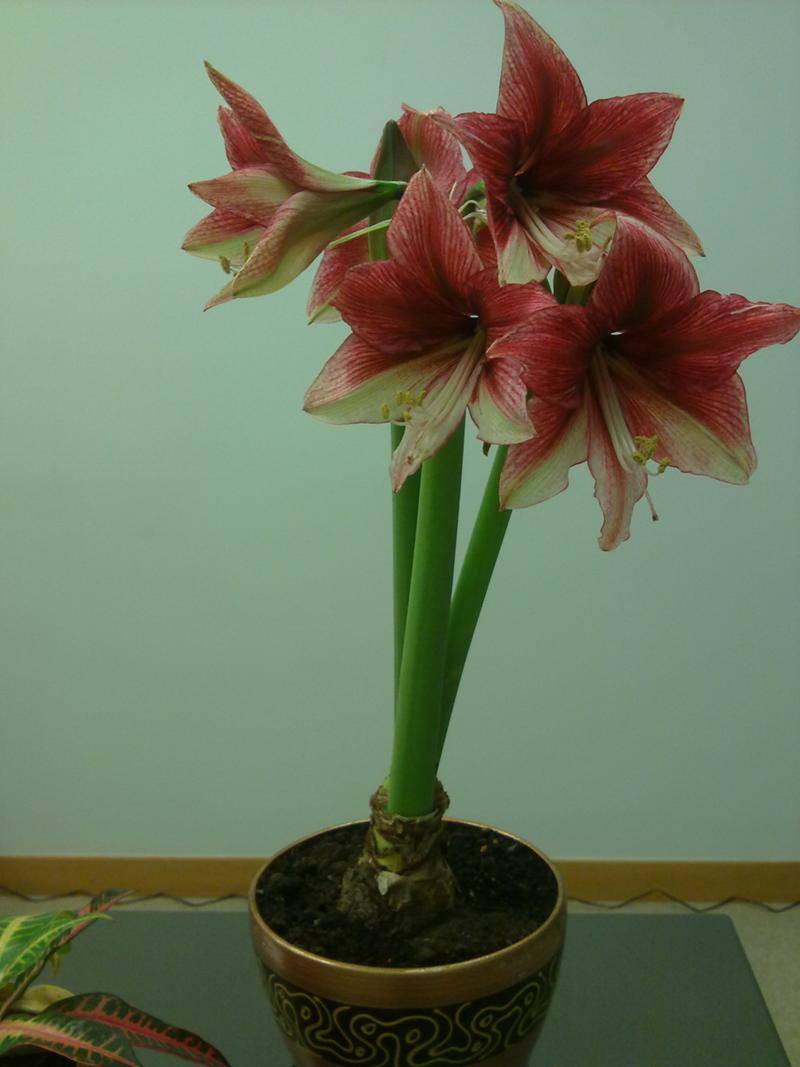 Гиппеаструм фото, уход в домашних условиях за цветком, как заставить цвести, отзывы