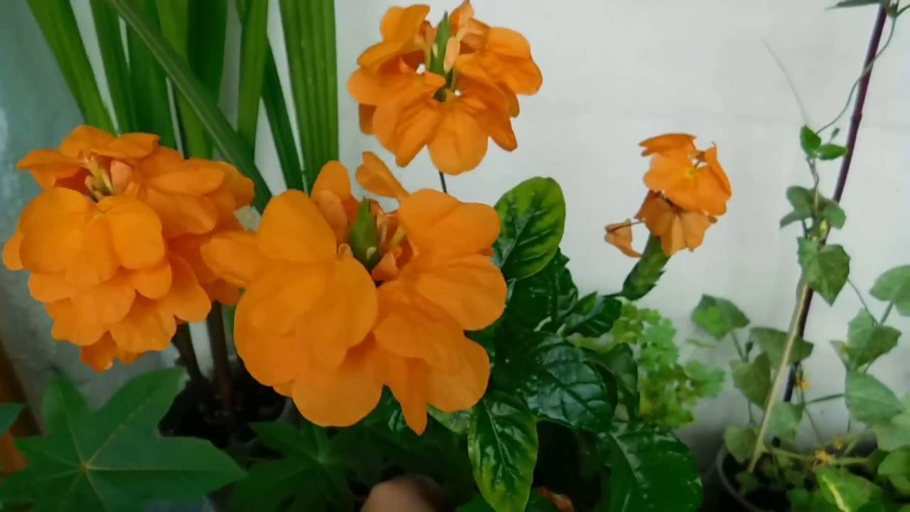 Цветок «кроссандра»: описание, уход в домашних условиях