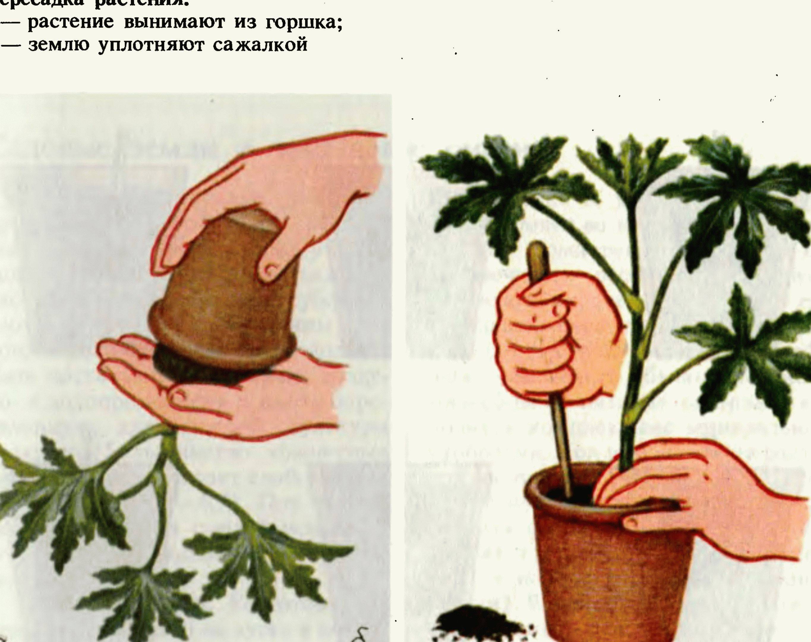 Как пересадить растение (с иллюстрациями) - wikihow