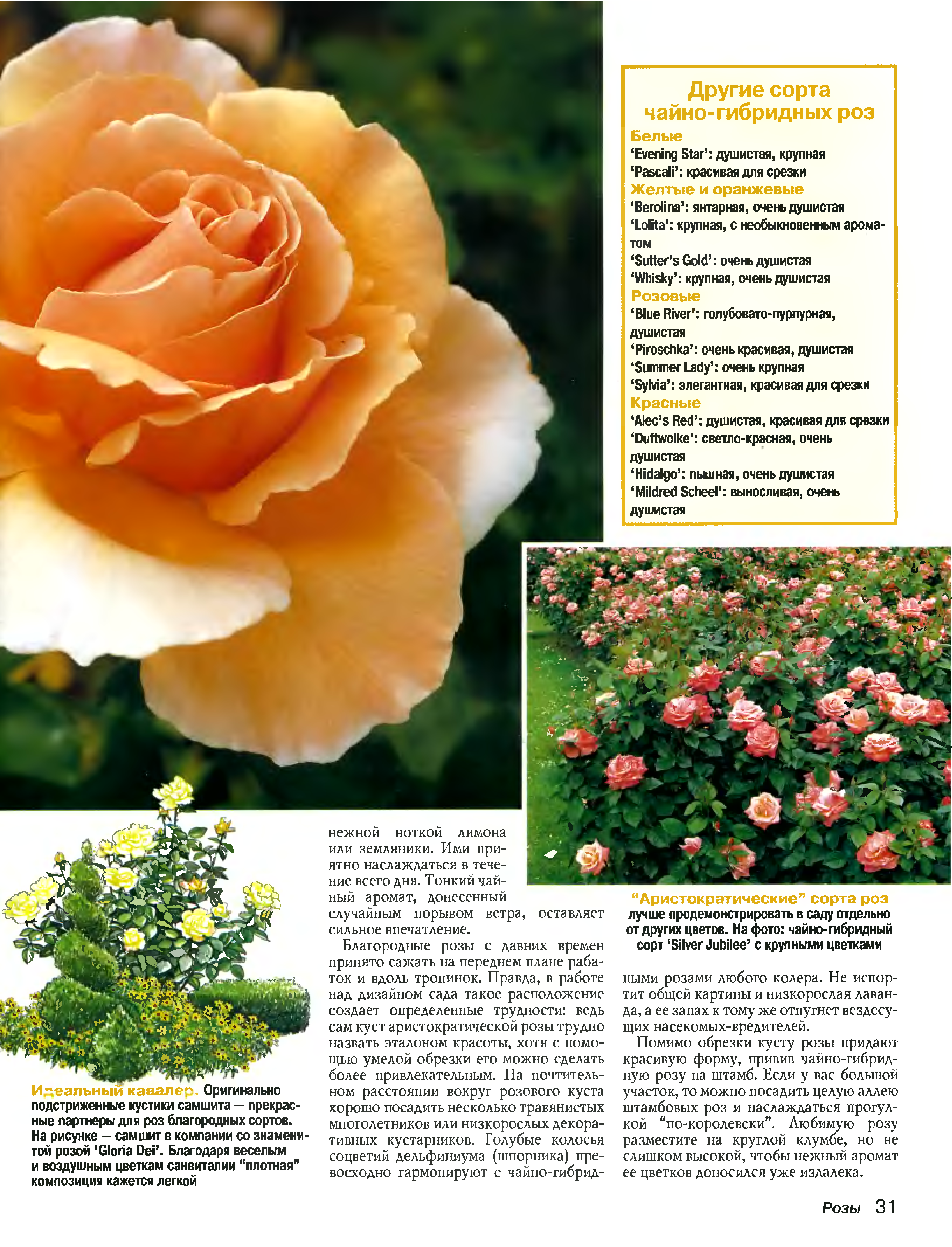Ангела роза - описание и характеристики, плюсы и минусы, правила ухода | розоцвет
