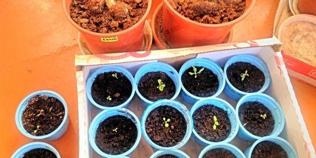 Посадка семян катарантуса на рассаду в домашних условиях: выращивание, борьба с болезнями и вредителями | садоводство и огородничество