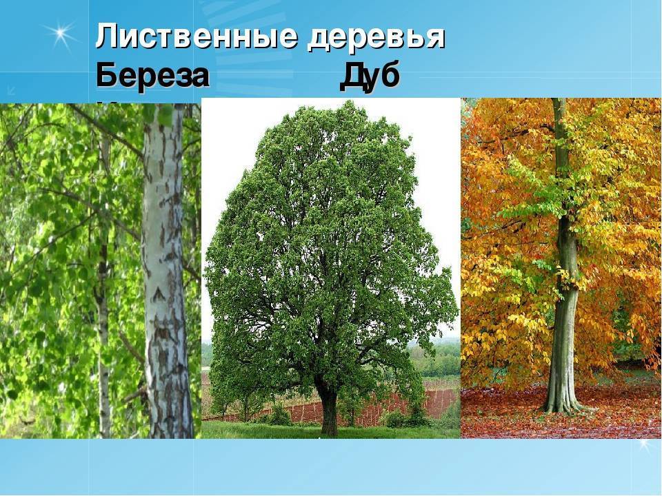 Виды деревьев в россии, их названия и описания