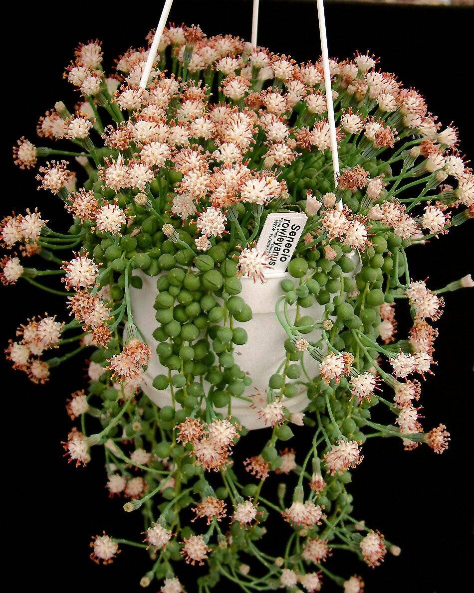 Крестовник роули сенецио (senecio rowleyanus): ботаническое описание и фото, а также уход, размножение и пересадка в домашних условиях