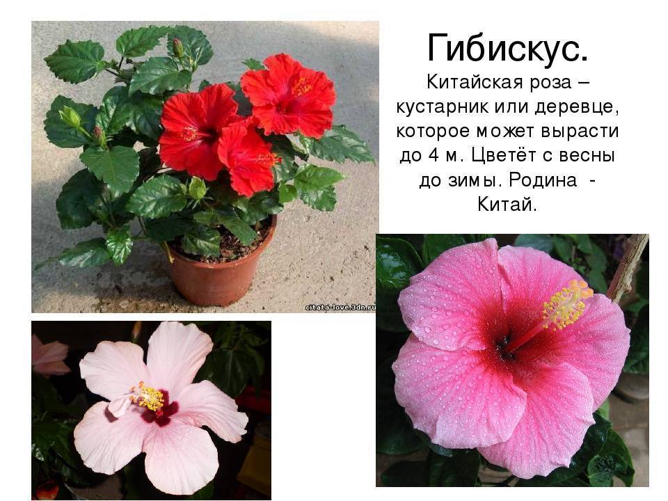 Гибискус (китайская роза): описание и уход, посадка, размножение, отзывы и фото - sadovnikam.ru