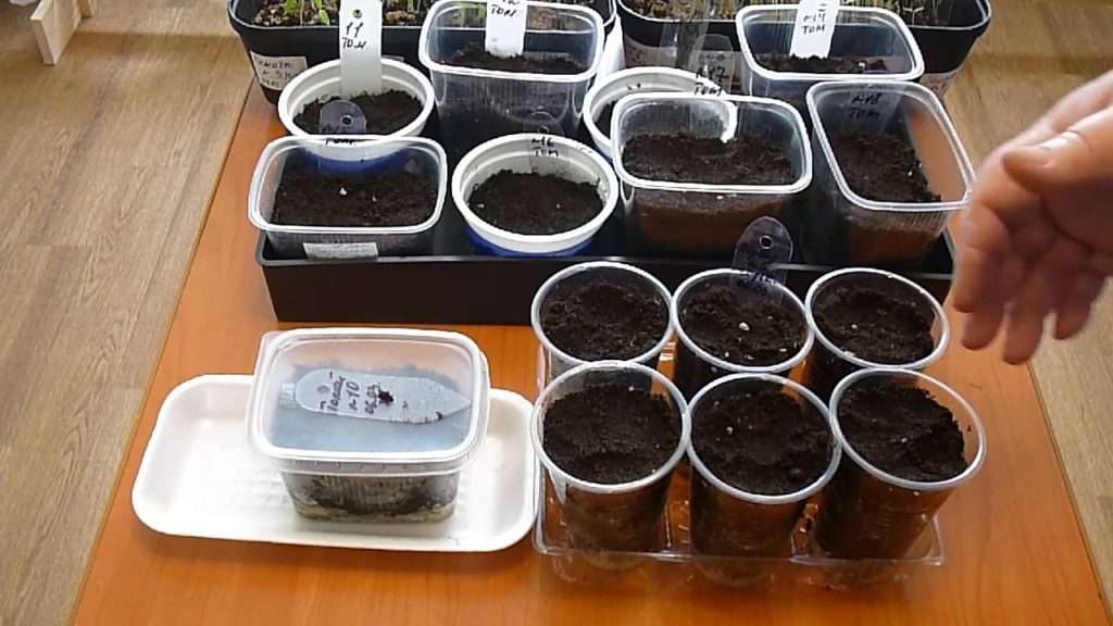 Как сеять лаванду на рассаду в домашних условиях