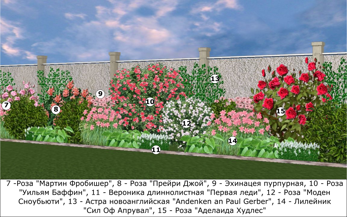 Клумба с пионами — сочетание растений в цветнике