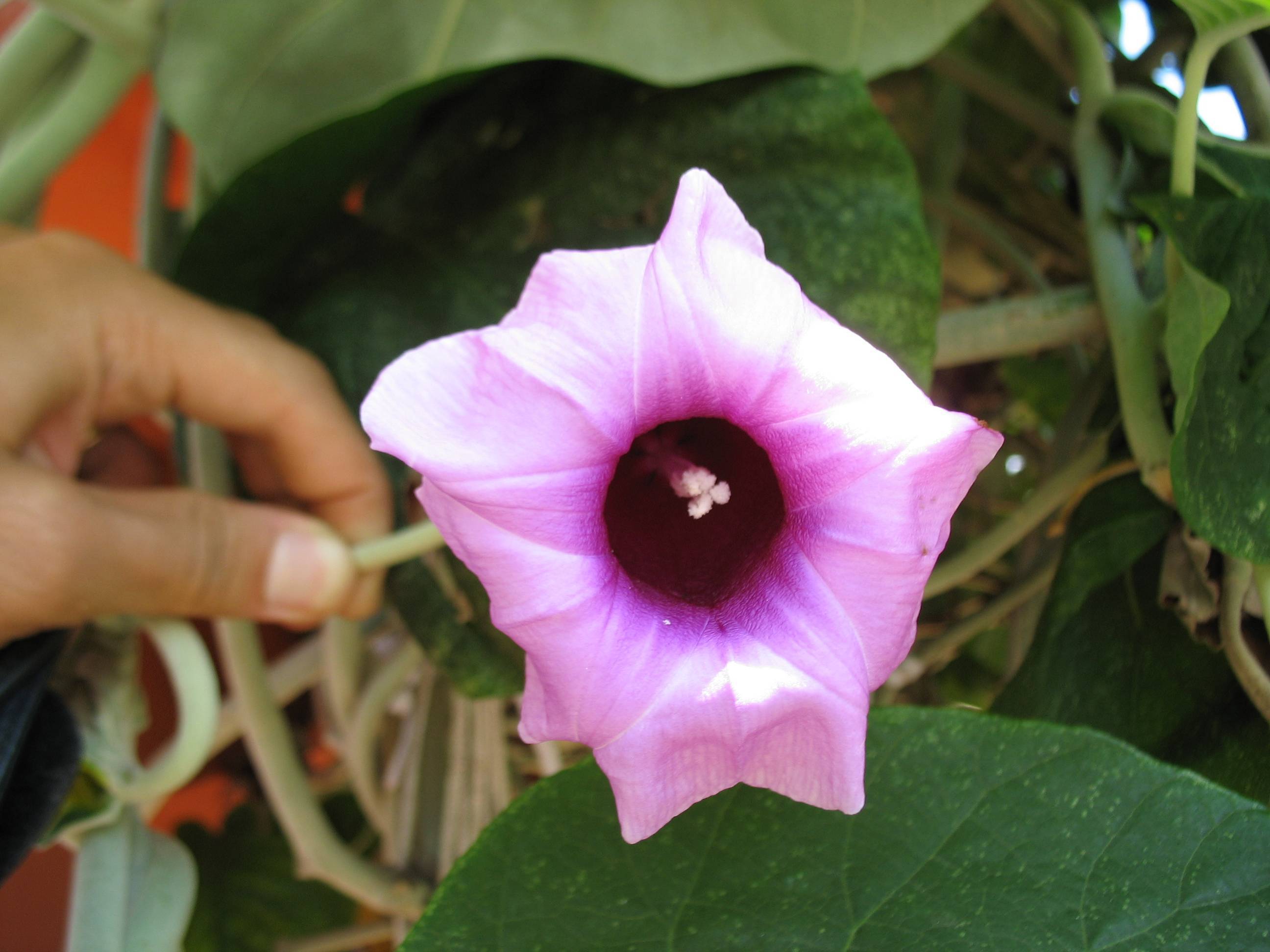 Малая гавайская древовидная роза | virtual laboratory wiki | fandom