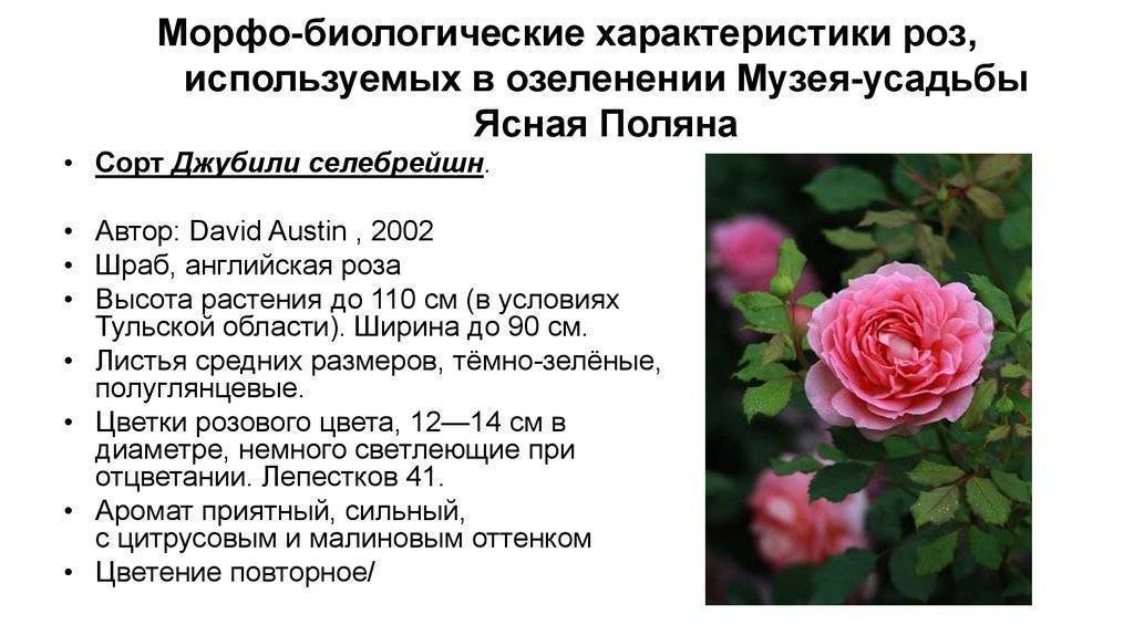 Английские парковые розы (сорта, отзывы, описание, уход, фото)