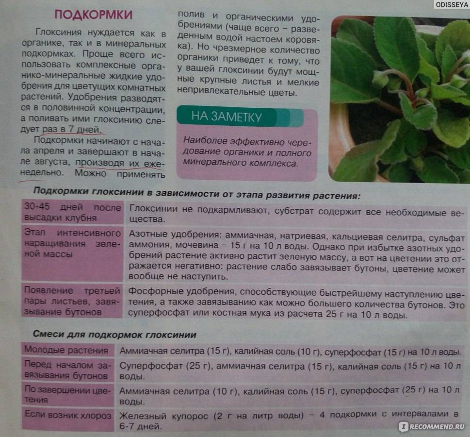 Глоксиния синнингия: описание и фото, уход во время и после цветения, размножение листом пошагово с фото | оазис в доме