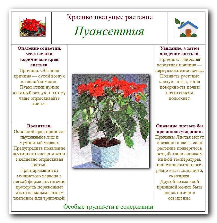 Пуансеттия — главное комнатное растение зимы. уход в домашних условиях. фото — ботаничка