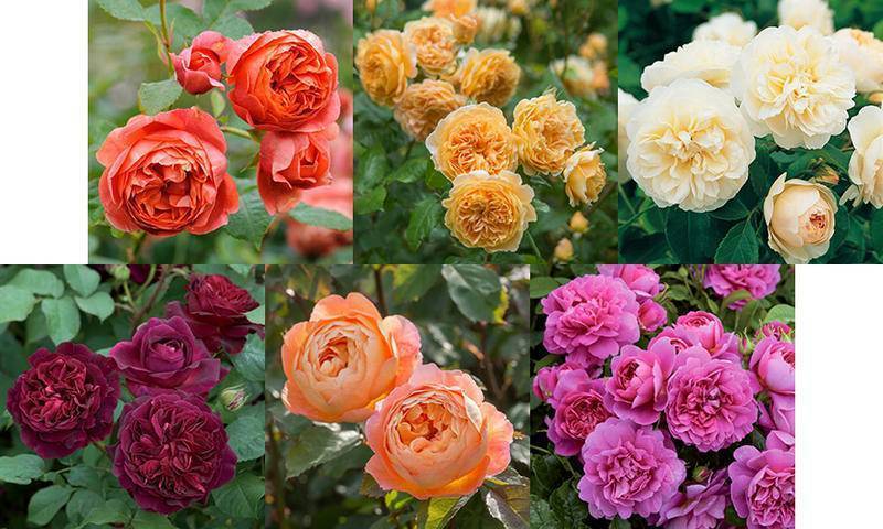 Особенности выращивания, размножения и ухода за английскими розами