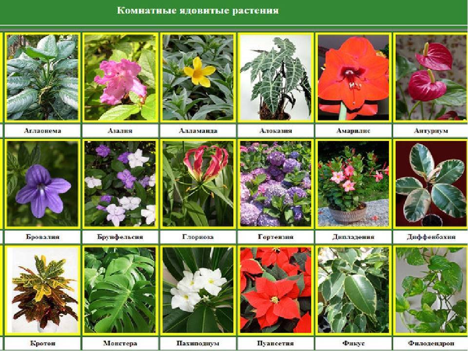 Многолетние цветы для сада: описание основных видов растений