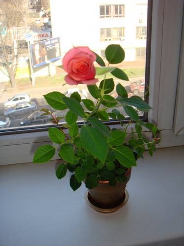 Правильный уход за мини-розами в горшочках в домашних условиях: виды карликовых культур, нюансы выращивания миниатюрных комнатных сортов, ошибки при их разведении