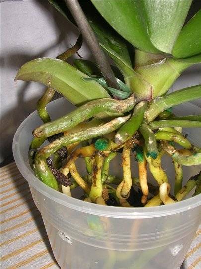 Детки орхидеи: как стимулировать их появление и посадить после отделения, что делать, если отростки фаленопсиса без корня, а также фото, как отсадить
