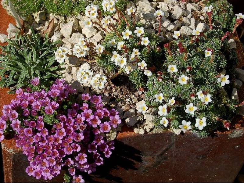 Камнеломка арендса: выращивание розового цветка, пурпурного и белого ковра в домашних условиях