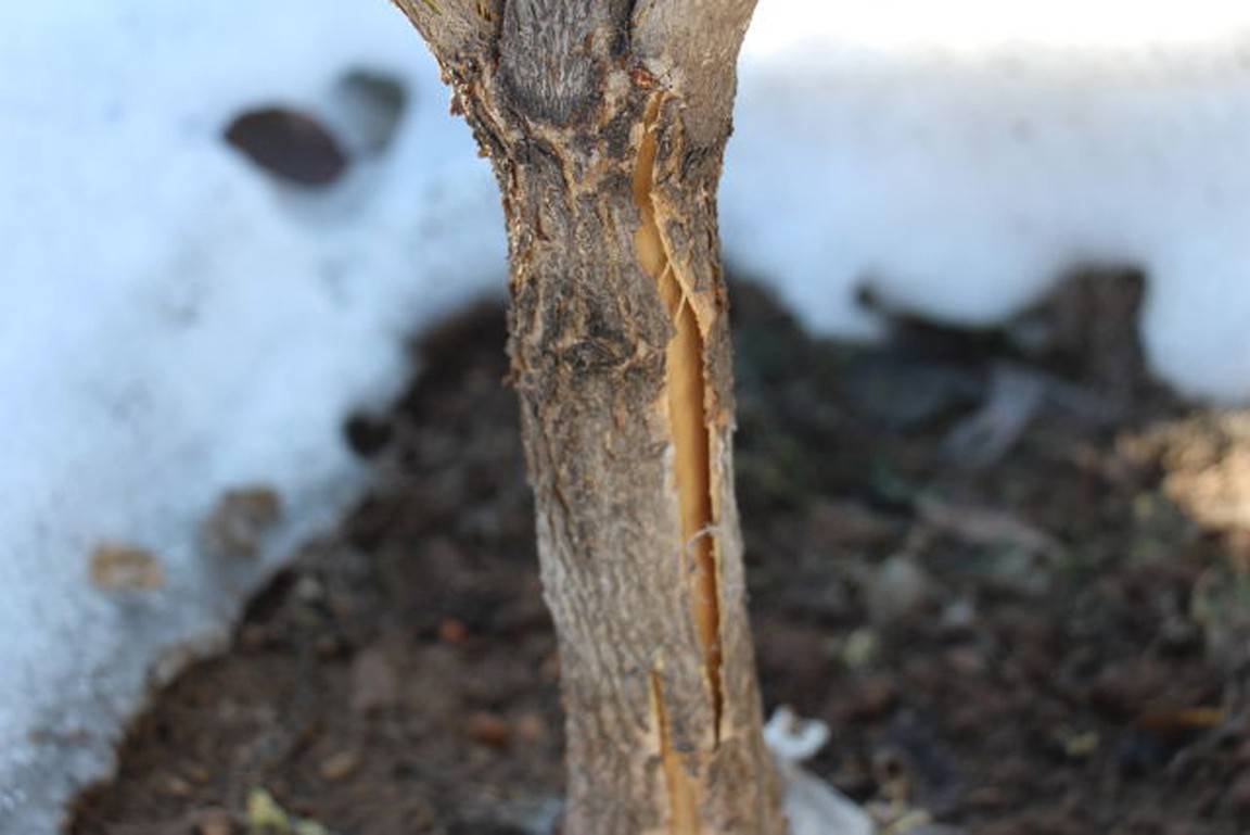 Трещины на коре яблони: это болезнь или неправильный уход, и как срочно помочь деревьям
