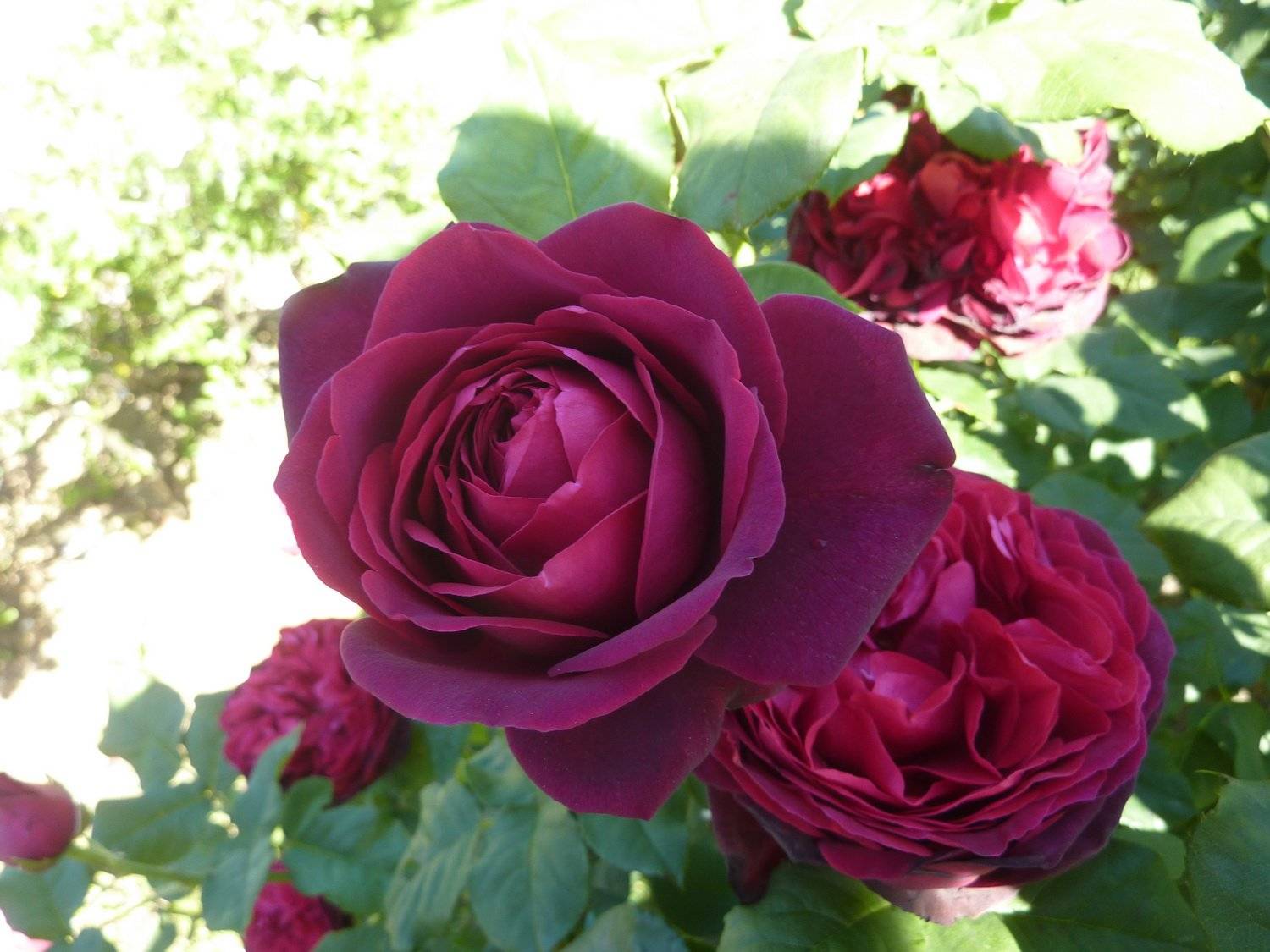 Описание махрового сорта розы астрид графин: выращивание культуры, как ухаживать