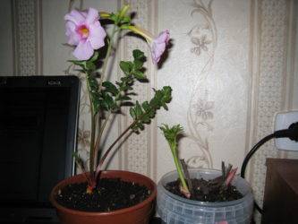 Пионы в горшке — особенности выращивания декоративных растений