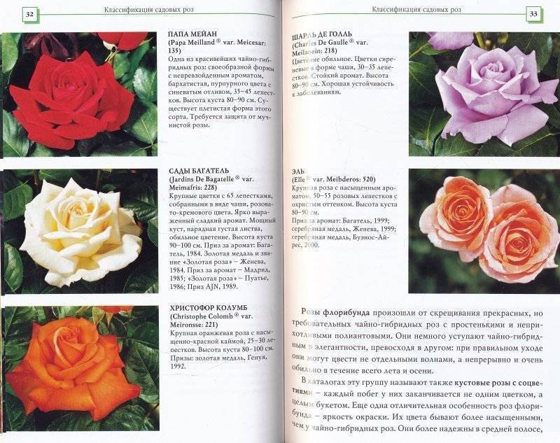 Роза анжела (angela): описание, фото, условия выращивания