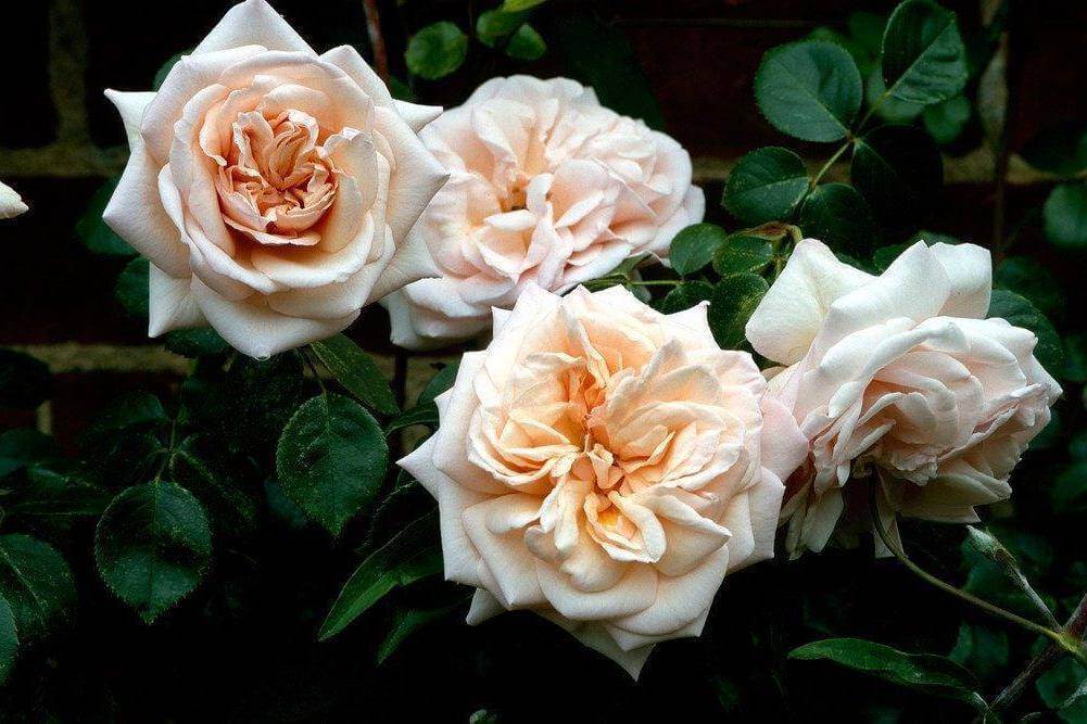 Описание английской плетистой розы харкнесса сорта пенни лейн: основы выращивания