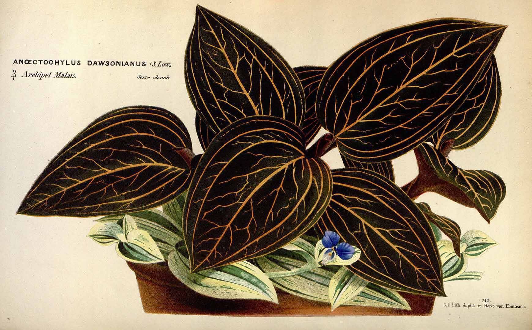 Орхидея лудизия: фото и подробное описание "драгоценного" растения, виды и правила ухода в домашних условиях