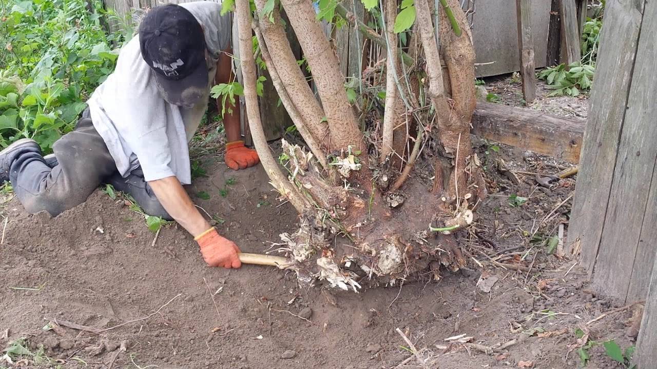 Выкорчевывание деревьев и пней своими руками: способы и виды корчевания (видео)