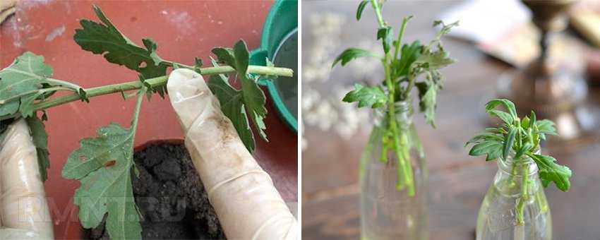 Как вырастить хризантему из букета в домашних условиях?