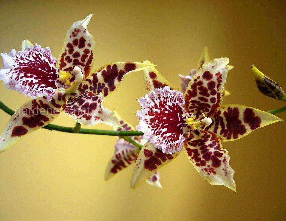 Орхидея камбрия: виды, уход и пересадка цветка в домашних условиях