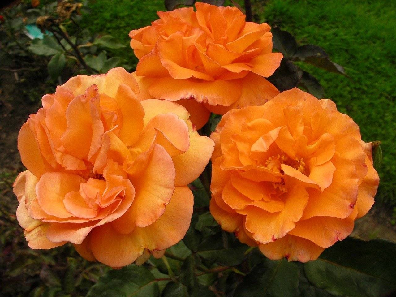 ✅ об оранжевых розах: описание сортов плетистой кустовой розы оранжевого цвета
