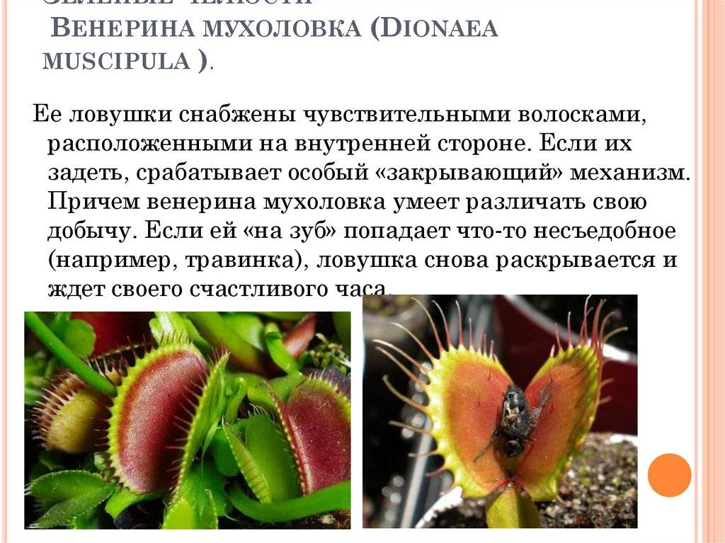 Венерина мухоловка: описание, особенности выращивания в домашних условиях - sadovnikam.ru