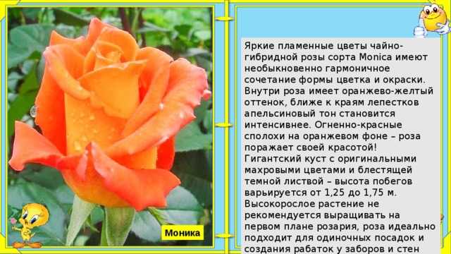 Выращивание чайной гибридной розы красно-желтого цвета сорта моника, нюансы ухода
