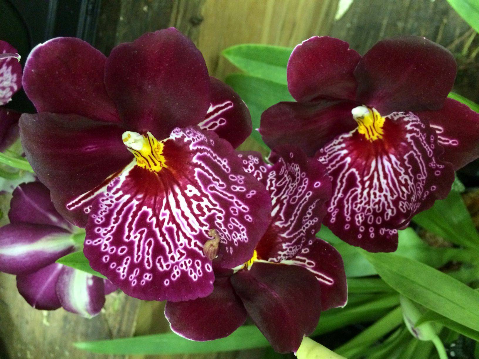 Орхидея мильтония: описание, главные отличия от других видов, фото сортов этого растения и советы по уходу за цветком в домашних условиях