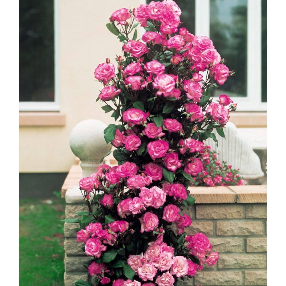 Плетистая культура хендель: что это за ирландский сорт роз, выращивание в саду