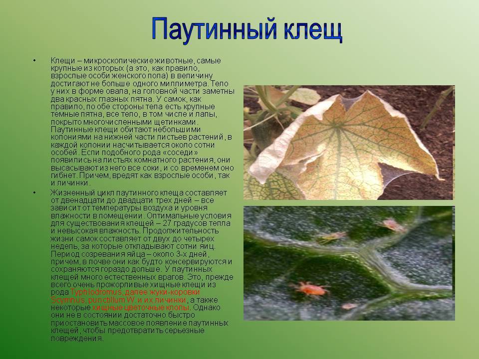 Клещи паутинные | справочник пестициды.ru