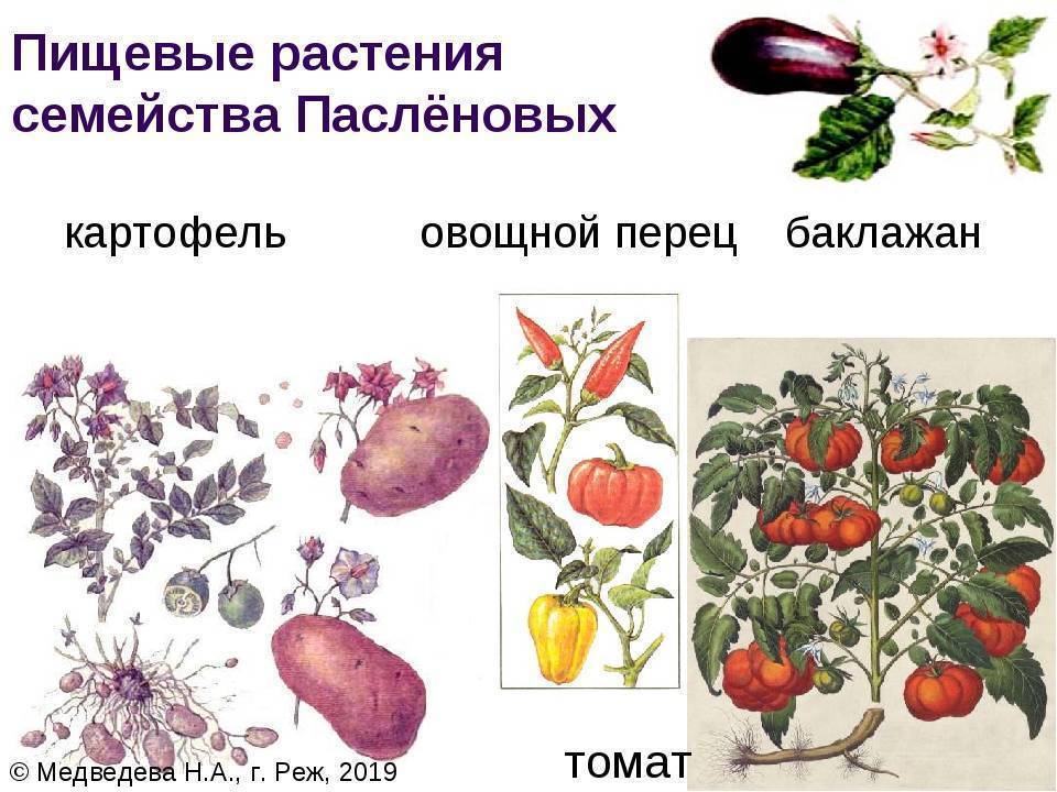 Растения семейства пасленовых - характеристики, признаки и фото семейства пасленовых.