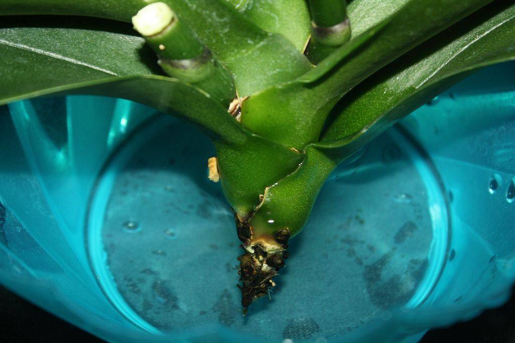 Простая реанимация орхидей в воде