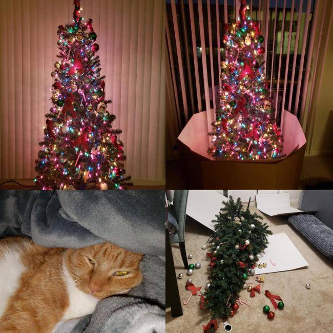Кот-цветовод: как защитить елку от кота, а кота от елки