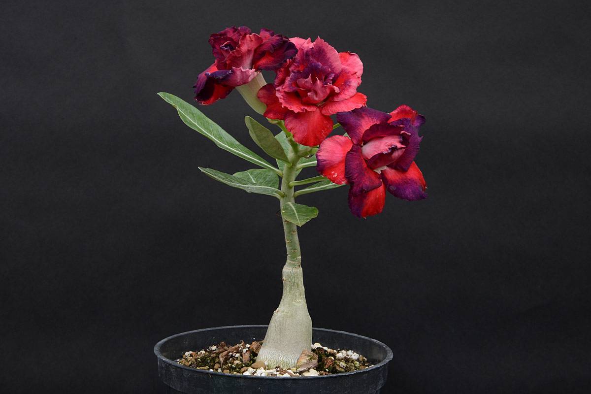Адениум – пустынная роза (adenium obesum): уход в домашних условиях