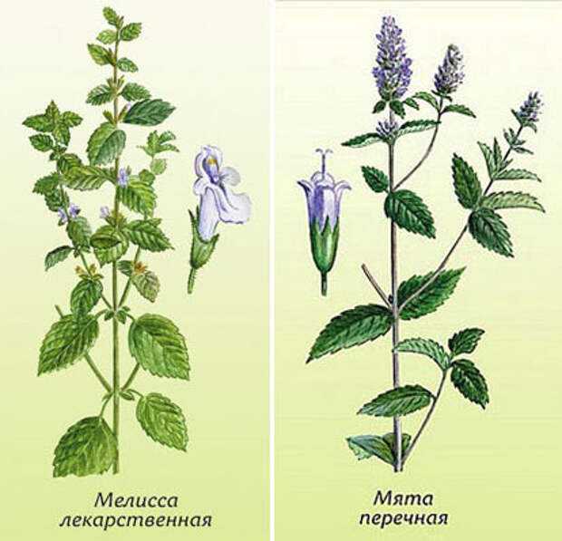 Мята и ее разновидности, популярные и редко встречающиеся сорта, подробное описание растения с фотографиями