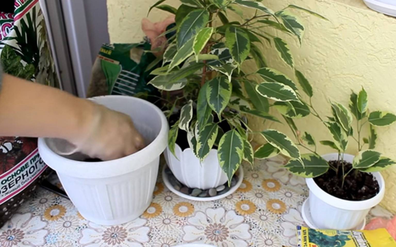 Как размножается фикус в домашних условиях листьями и черенками?