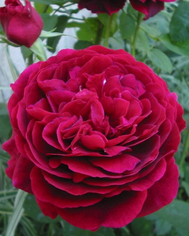 Роза плетистая теневыносливая. 1 группа теневыносливых роз для теневого цветника | идеи для сада и дачи
