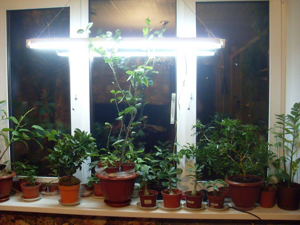 Освещение для растений — все что нужно знать простыми словами.