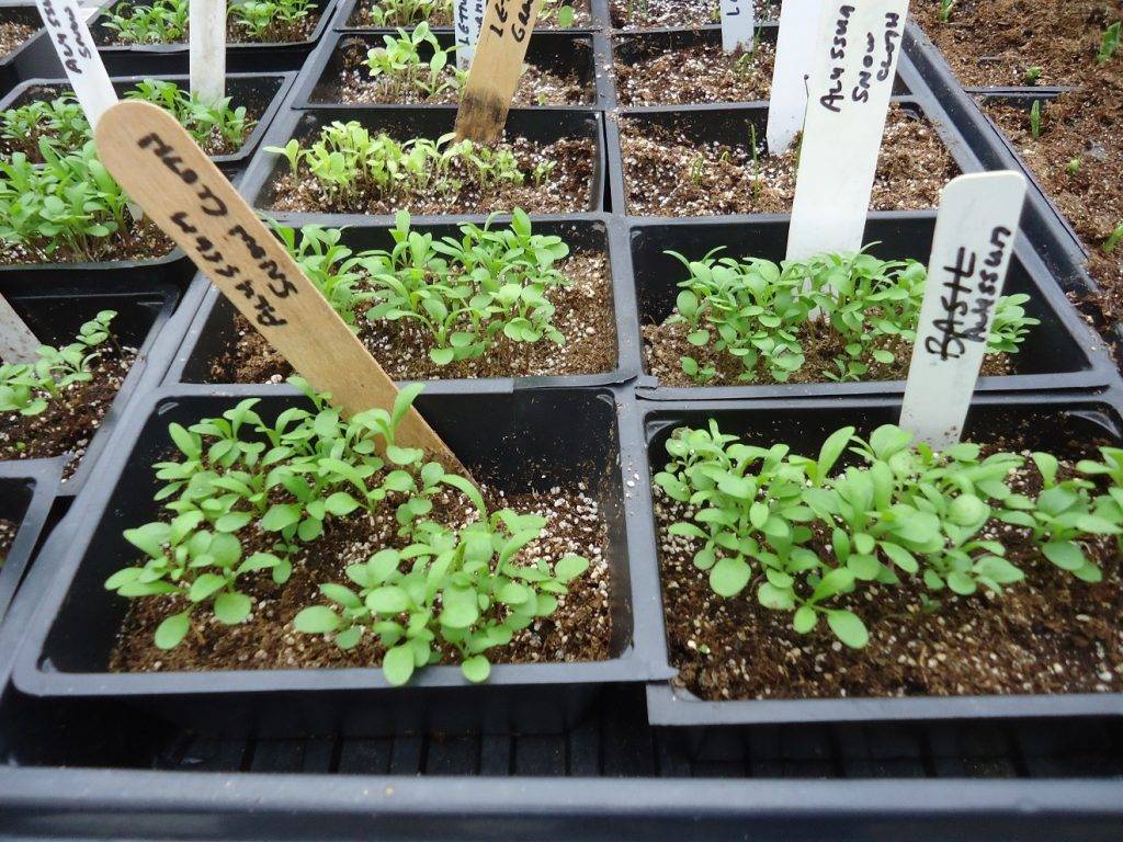 Иберис: выращивание из семян, когда сажать в домашних условиях в 2021 году на рассаду