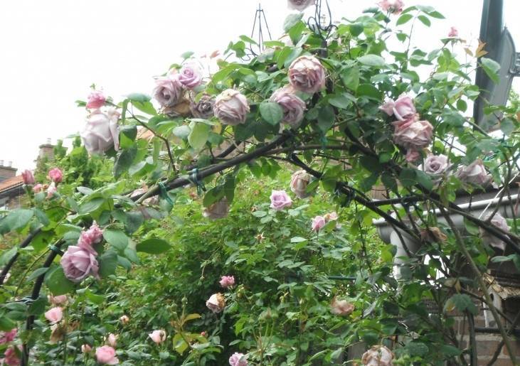 Роза плетистая клайминг: описание, сорта, особенности ухода