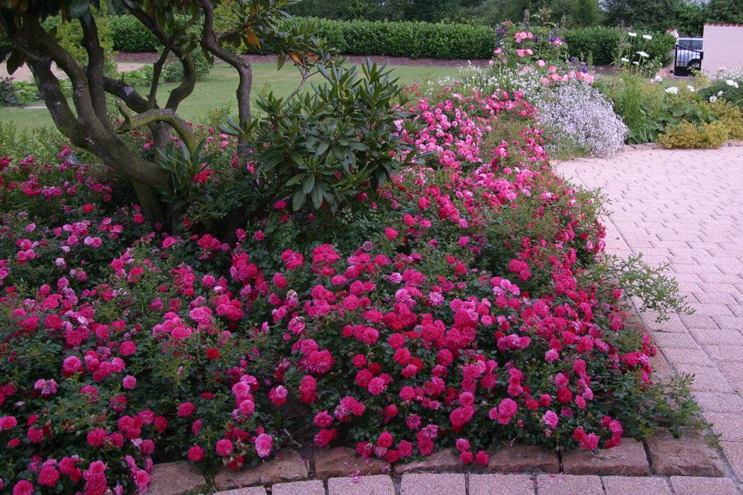 Сорта бордюрных роз, посадка и уход в саду, применение в ландшафтном дизайне