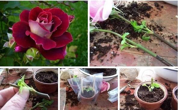 8 способов размножения роз