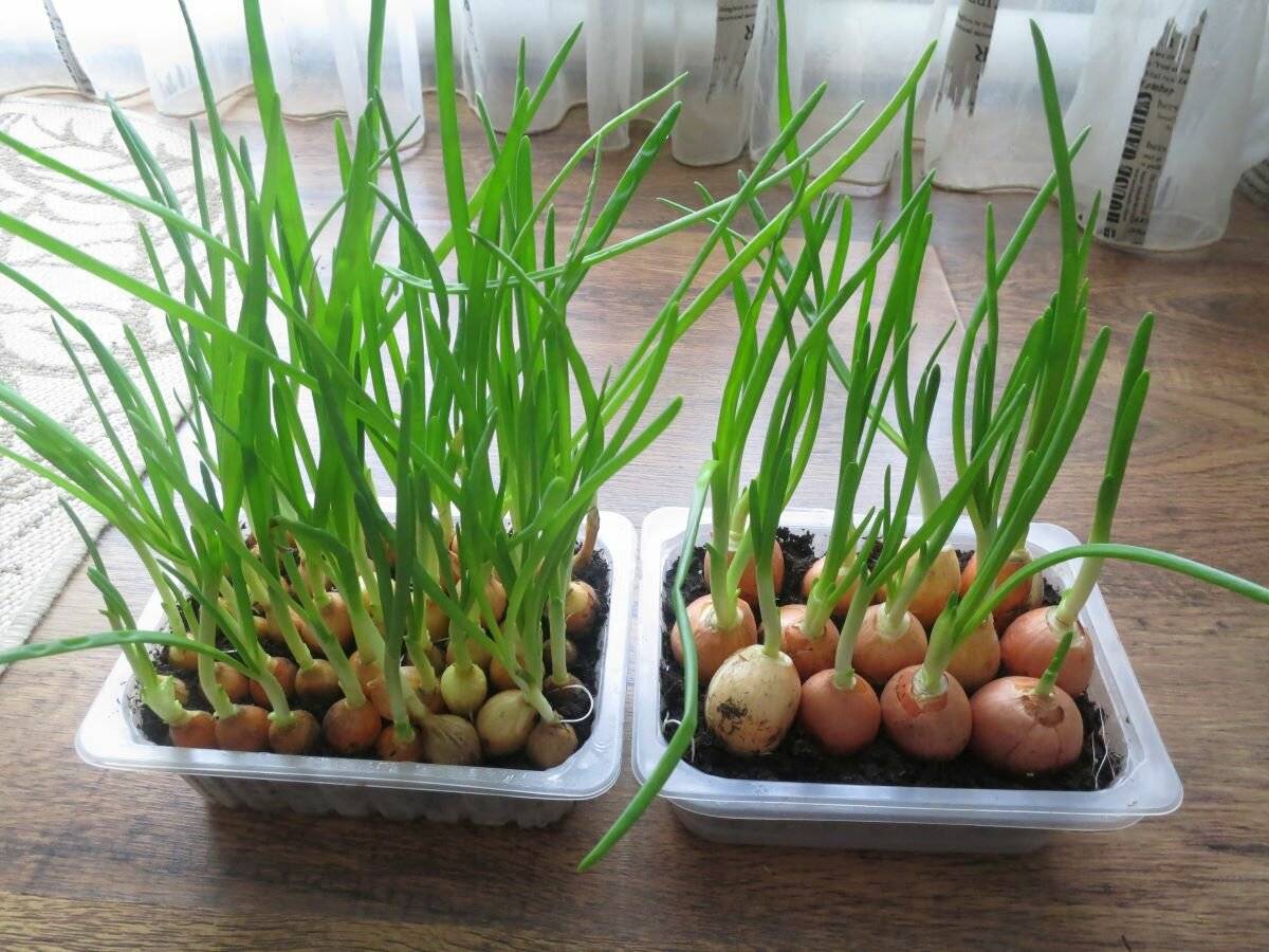 Как вырастить индийский лук: выращивание из семян